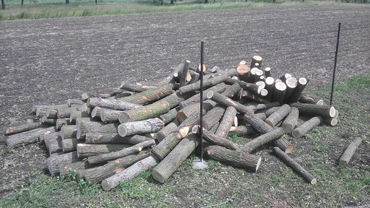 Palivové dřevo